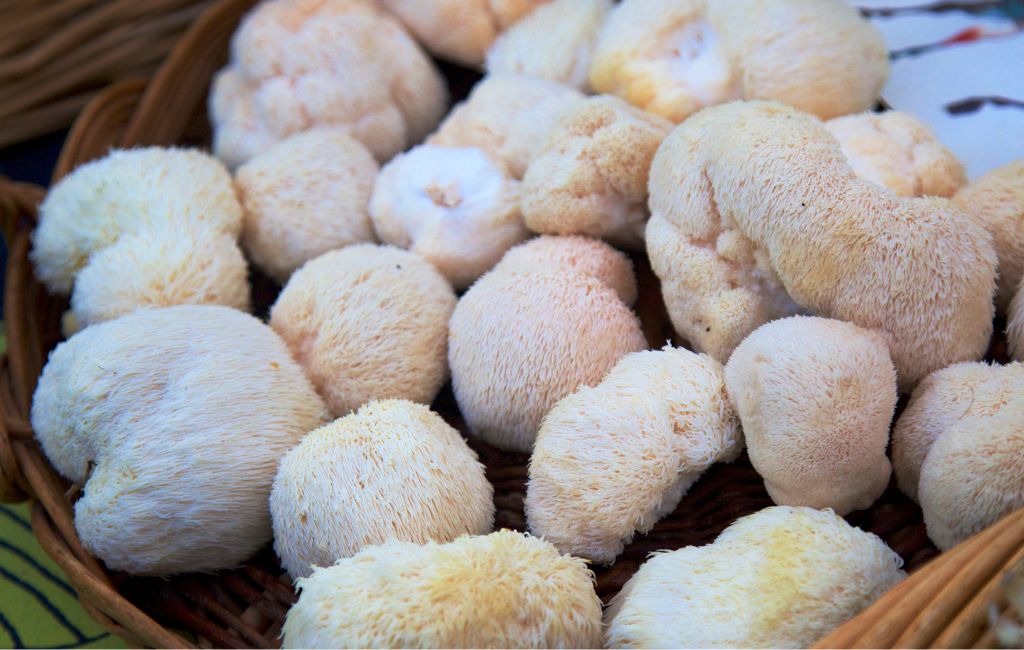 edible alchemy mushrooms